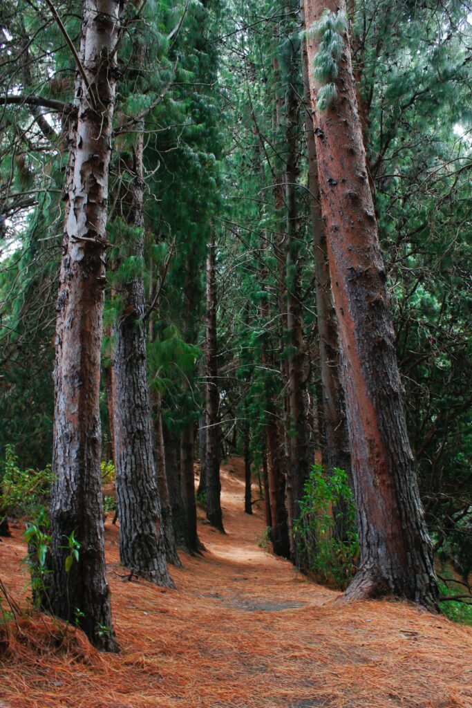 Muir Woods National Monument